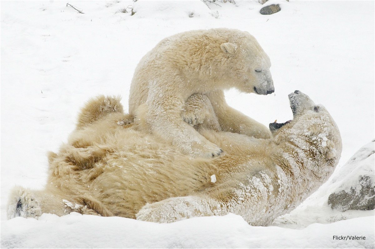 oceana's tweet photo. .@Oceana applauds historic U.S.-Canada agreement on Arctic stewardship https://t.co/x8YMAPTXvU https://t.co/mBQwi5djc0