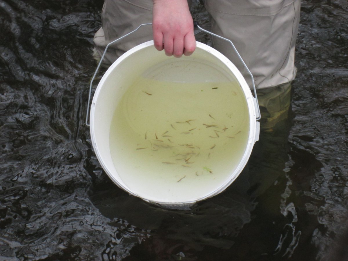 LauriestonPS's tweet photo. P5 releasing the trout at Westquarter Glen #fishintheclassroom https://t.co/xrJYn9TGEZ