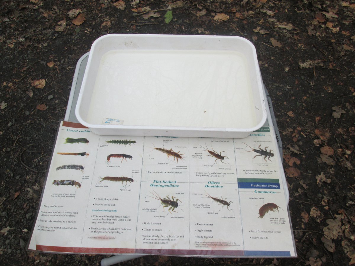 LauriestonPS's tweet photo. P5 releasing the trout at Westquarter Glen and finding other creatures in the water. #fishintheclassroom https://t.co/GkRG2xMt4q