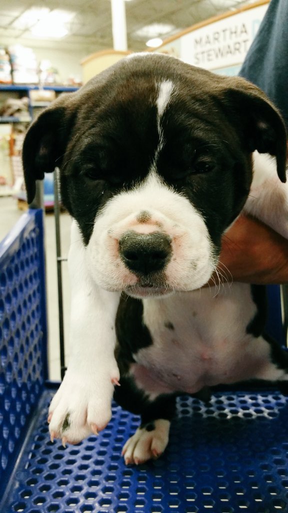 SM_Rae_0304's tweet photo. Welcome to our PetSmart family Lexie 💓 
I know we'll be seeing you lots as you grow older #puppyguide ✔ #puppylove https://t.co/hFXLbltfmj