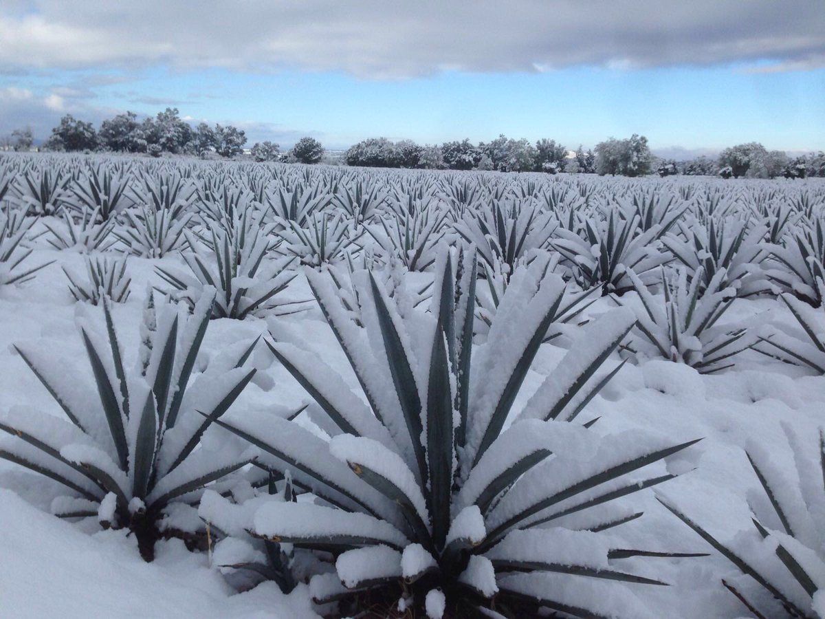 Cruz Tequila tweet media