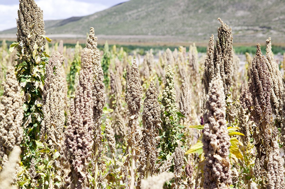 edenfoods's tweet photo. #TBT: Quinoa. Bolivia, 2012. Also called the ‘Mother Grain.’ #quinoa #forgottengrains https://t.co/dxjckQHsxK