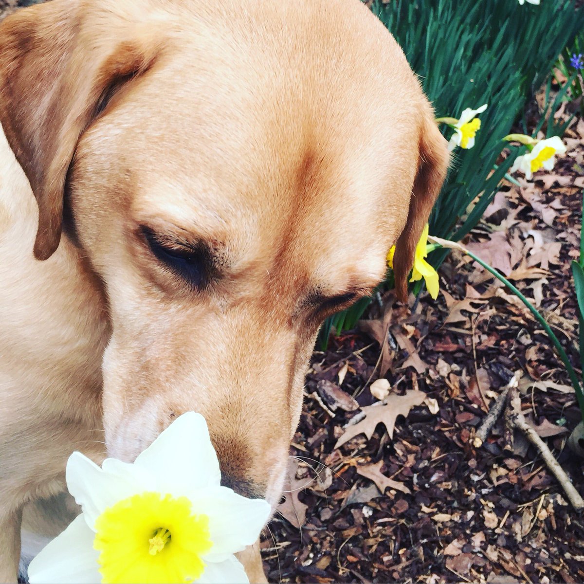anneryancavin's tweet photo. I just made my dog an Instagram @moosecavin #imTHATperson #instagram https://t.co/joBP9tHtcB