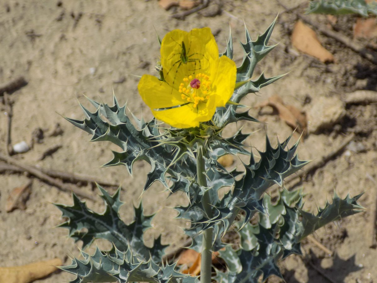 ApGolmei's tweet photo. Interesting wild plant in Kanpur Cantonment cemetery. The spider must be hungry. https://t.co/2f8B7BRSW5