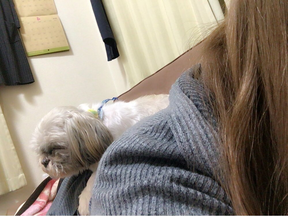 sqchyon's tweet photo. さっきからずっと背中乗ったまま動かんから何しとんやろ思ってたらこれ🐶💤重い、どいて、お風呂行きたい https://t.co/OnlwLOfhJc