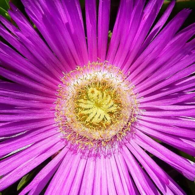 Beautiful_Cro's tweet photo. Happy Thursday! 'Flower power' of Kornati National Park for YOU❤ Photo: @klaushall https://t.co/SqnPKzpBIv #croatia https://t.co/9D2u1H4lWE