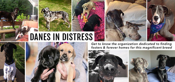 GetLeashed's tweet photo. Get to know @DanesInDistress, helping an incredibly special breed with their special needs. https://t.co/2qpAv3RY44 https://t.co/VNUkWFzUHL