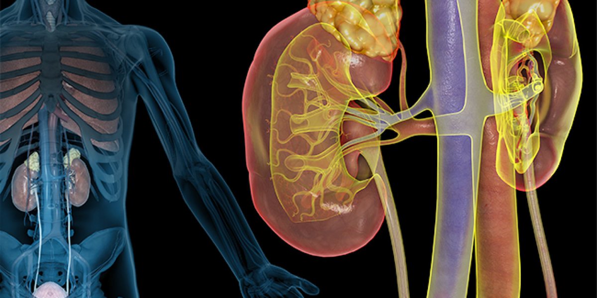 WebMD's tweet photo. How well do you know your kidneys? Here are 10 facts you should know. #WorldKidneyDay https://t.co/77S8QTWvFk https://t.co/49fGwixdsH