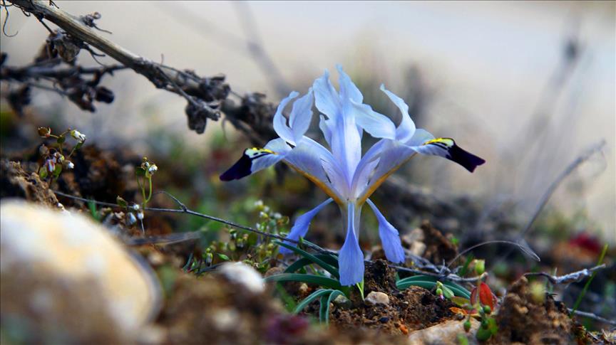 [Video] Baharın müjdecisi Nevruz çiçekleri açtı fal.cn/KcA5
