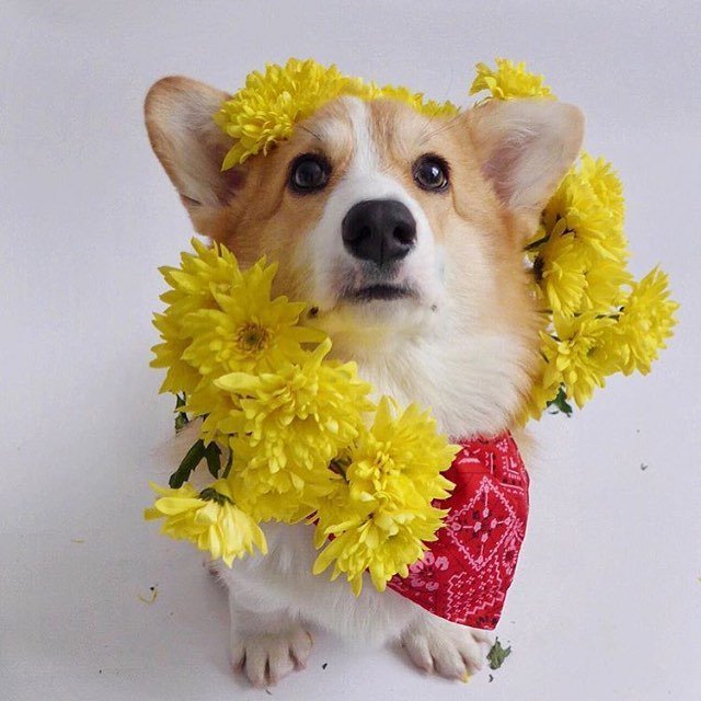 andthreecorgis's tweet image. All the way from Moscow⚡️⚡️⚡️ @indianacorgi is a cutie! 🌼 and so pretty! Follow @indianacorgi !!! #threecorgis #cor…