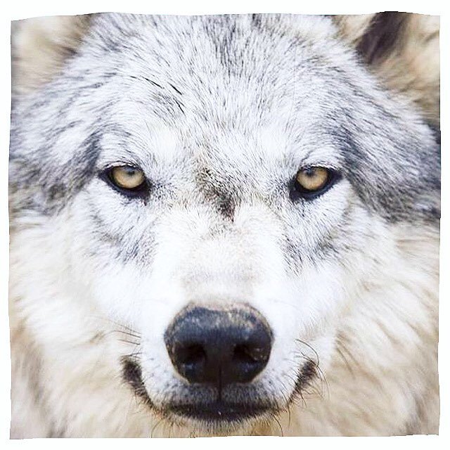 minastormgirls's tweet photo. On adore les loups โค๏ธ et vous ? ๐โจ
#MinaStorm #MinaGirls #loup #loups #wolf #wolves #wolfdโฆ https://t.co/8iIqptiN83 https://t.co/VWt6m9WXbX