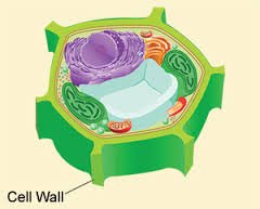 Cellwall23 tweet picture
