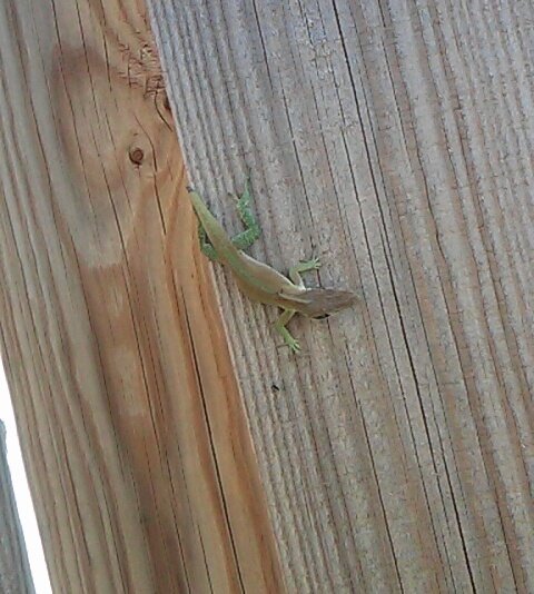 Britney_Banks0's tweet photo. We have Geckos all over our fence! @dylanbanks69 https://t.co/c4wlPhC6Ng