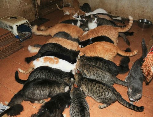 Дома живет кошка. Много кошек в доме. 100 Кошек в квартире. Много кошек в одной квартире. Очень много котят в квартире.