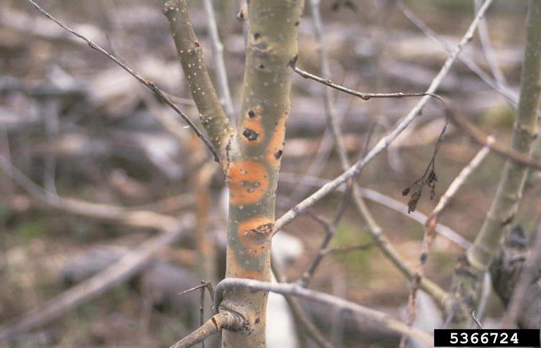 RoyalDutchTree's tweet image. Be aware of Cytospora Canker  royaldutchtreeservices.ca/diseases/cytos… #treediseases #cytosporacanker #calgary