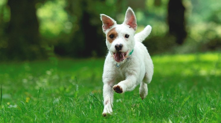 With #Sunshine set to return this weekend, what will you &amp; your furry friends be getting up to? #FridayFeeling