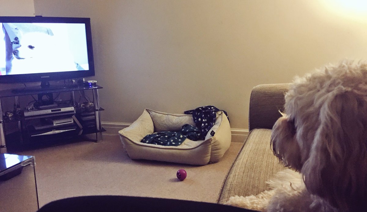 MerlinCockapoo's tweet image. I like her. 🐶🐶 #dogsoftwitter #crufts #crufts2016