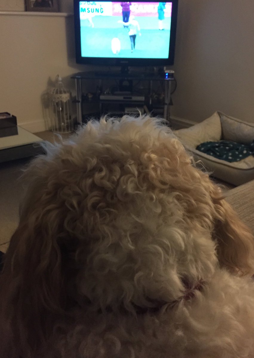 MerlinCockapoo's tweet image. I is watching #Crufts. #crufts2016