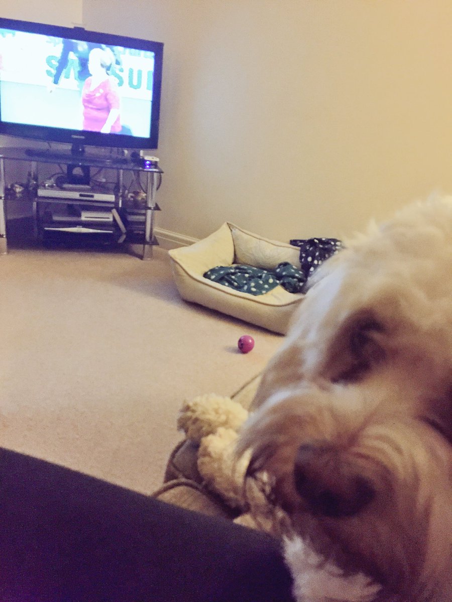 MerlinCockapoo's tweet image. I is watching #Crufts. #crufts2016