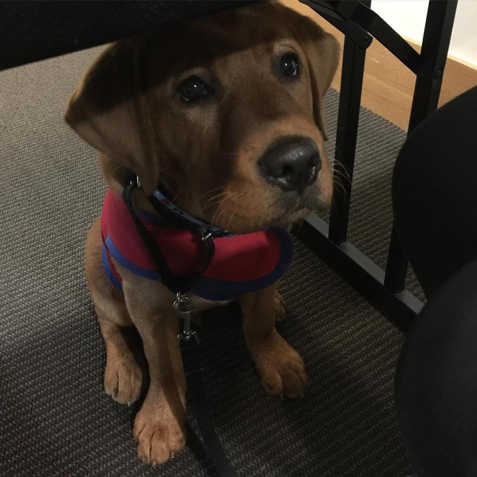 TAMUResLife's tweet photo. Welcome our newest staff member, Trooper!!! #patriotpawsservicedogs https://t.co/yJdDZhuqEE