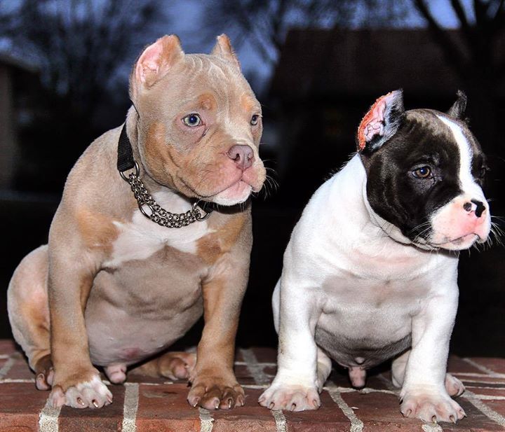Americanbullyhq's tweet image. Lotto #12Weeks Direct #Phenom Pup Chillin With My Homies @king_kali #8Week Old #Direct #Po… bit.ly/1Raxfb6