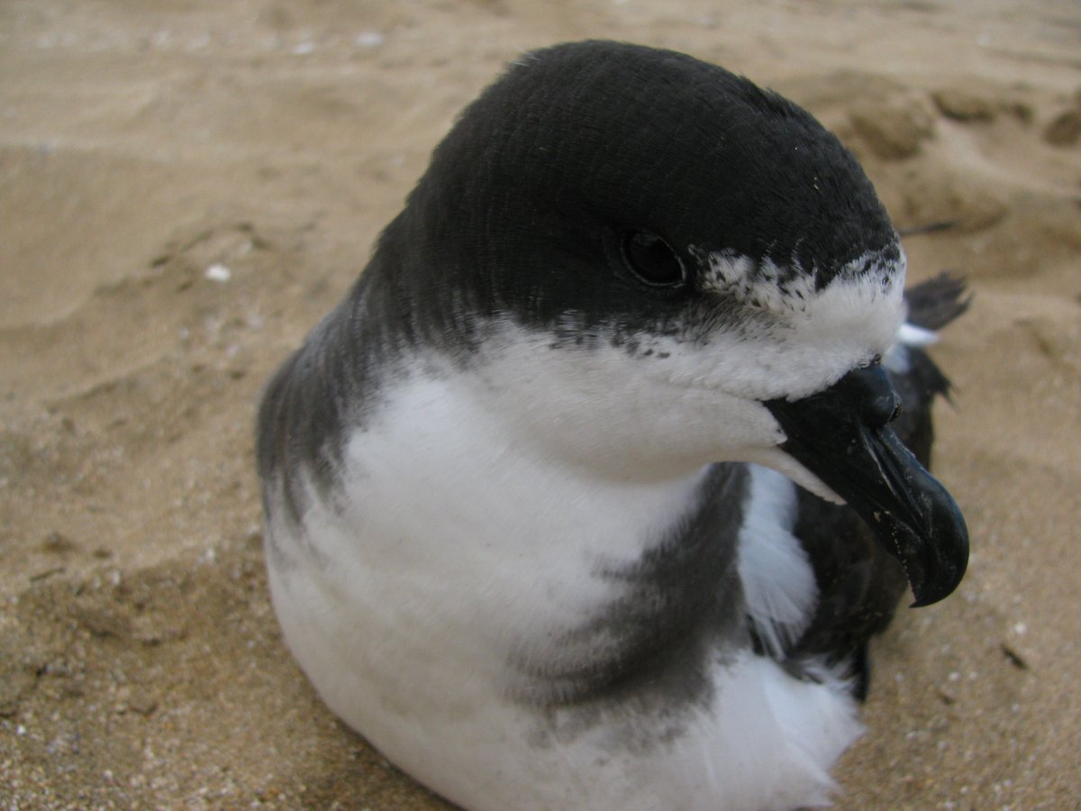#ThrowbackThursday Previously rescued endangered Hawaiian Petrel Ua'u being released on the beach #seabird #petrel