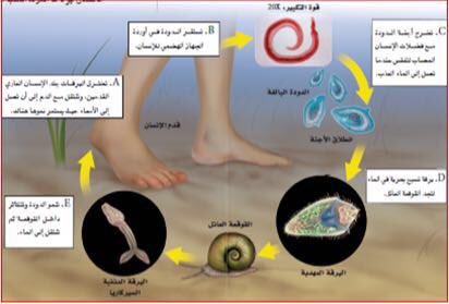 تحتاج دودة البلهارسيا إلى عائلين لتكمل دورة حياتها.