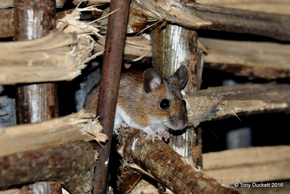 parkbirdslondon's tweet photo. This Wood Mouse was on a feeder in #Regentspark at 5.15am.
#UKnature #wildlife #RPFoundation https://t.co/Qb3UhmTntV