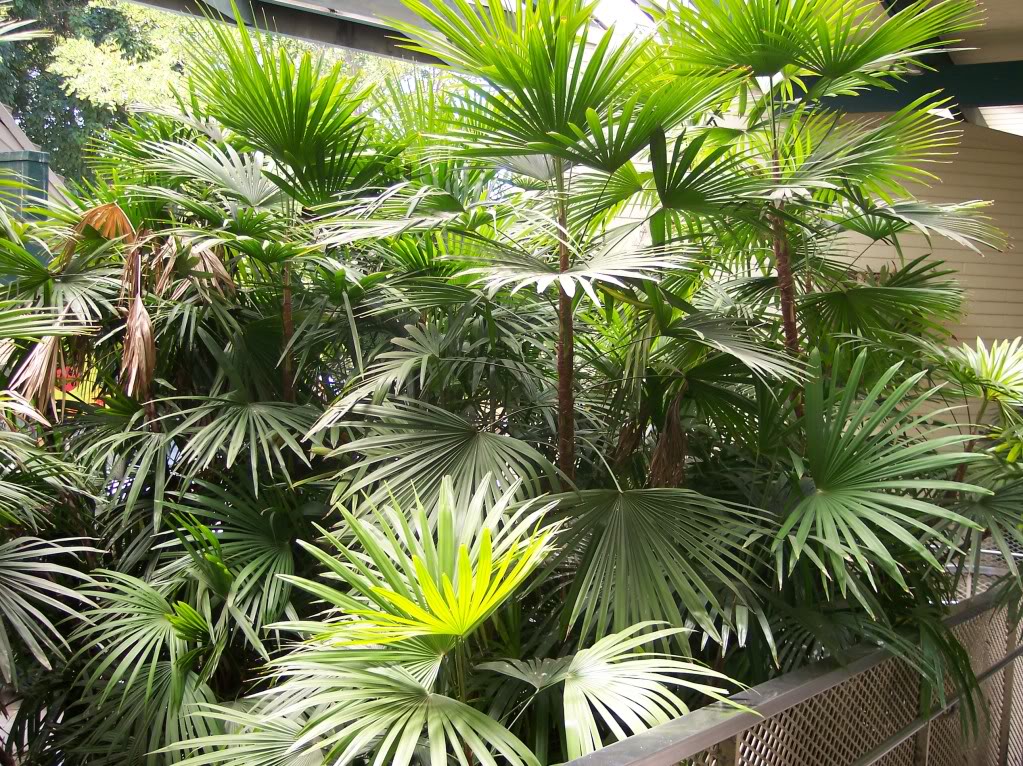 рапис хумилис. рапис хумилис. рапис растение. рапис excelsa. бамбуковая пальма рапис.