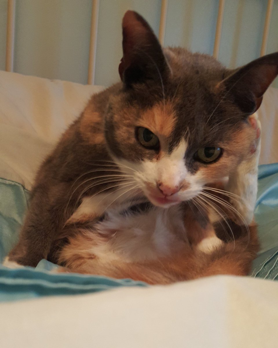 samsBellabob's tweet photo. Mom interrupted Cats wash routine. #catnothappy https://t.co/XzZYWS3nJu