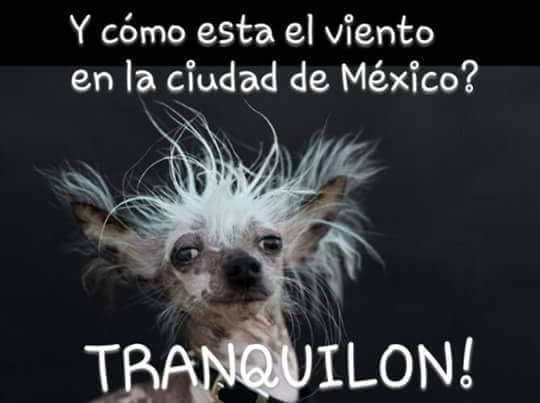 nydiacervera's tweet image. #HumorPerruno