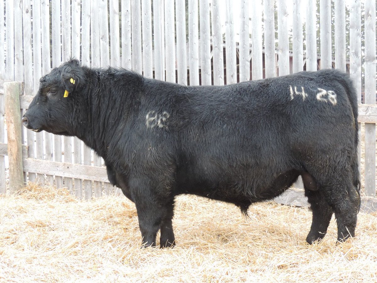 gbtangus's tweet photo. Today's feature is lot 6. Dams incredible intercalving prd of 355days! #functionalgenetics. https://t.co/86JgLI09Ri https://t.co/EtbMkkC7kP
