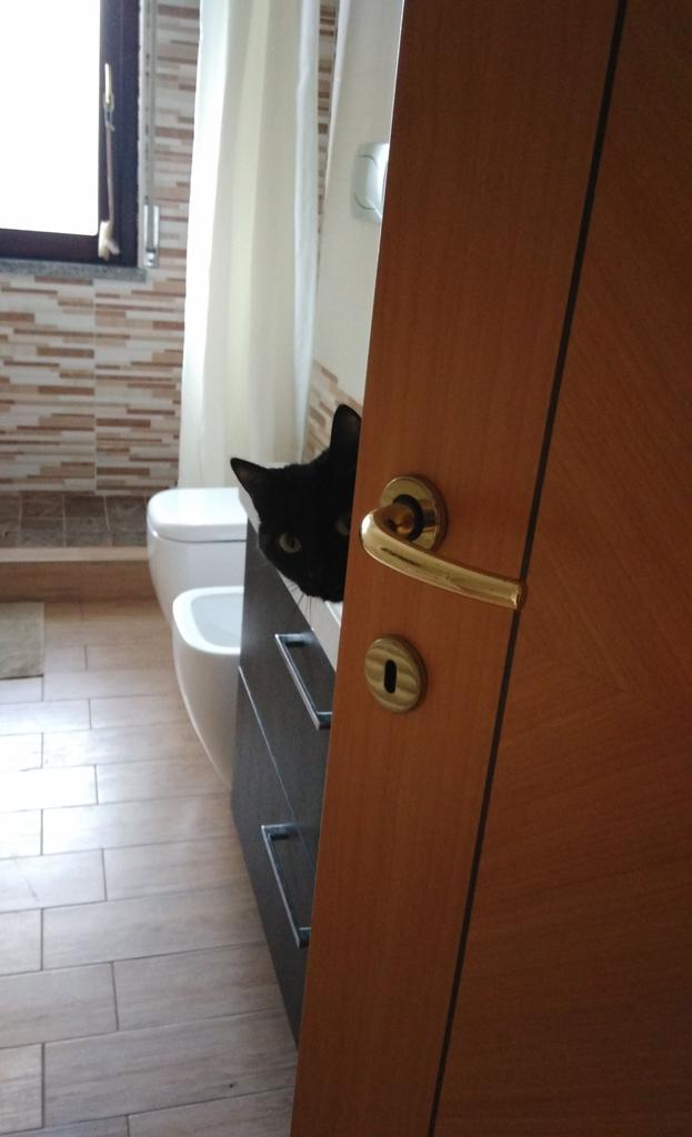 Mia Panfur 😺 tweet media