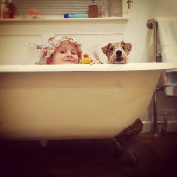 HalpinDaniel's tweet photo. #C4Crufts Carter the Fox Terrier sharing bath night with his big sister Alice. https://t.co/zOT7jMAvGV