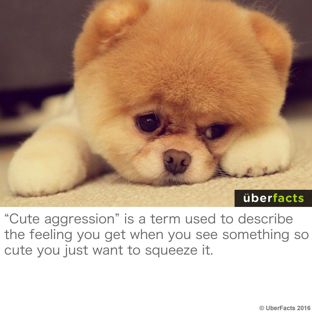 UberFacts's tweet photo. We all know this feeling. https://t.co/tyoI7wZdHE
