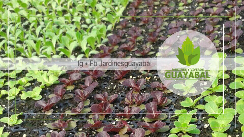 JardinGuayabal's tweet image. Síguenos en Instagram y Facebook por Jardinesguayabal y disfruta de nuestro proyecto ecológico y paisajista.
