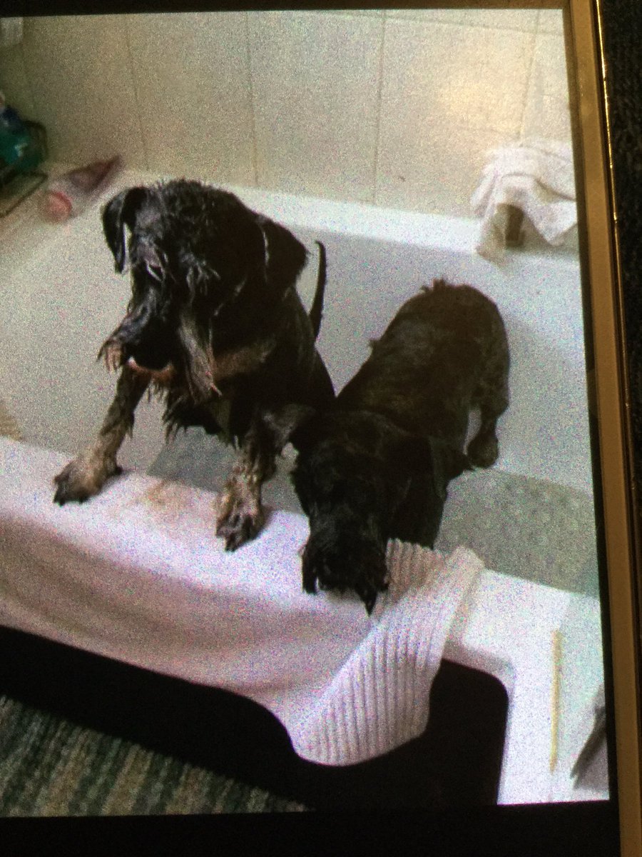 fionakearl's tweet photo. Ruby and Hattie enjoying bath time! #c4dogs https://t.co/CTHuycGrKc