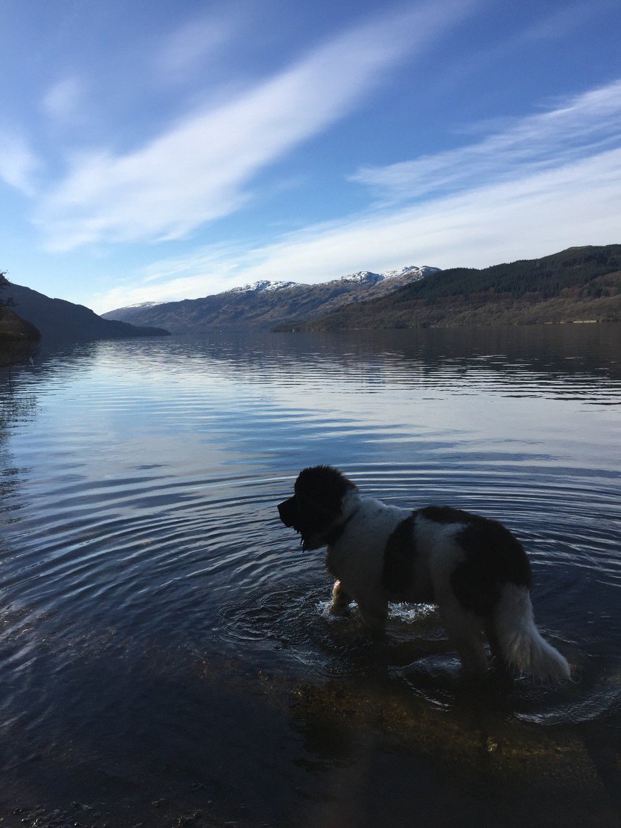 #c4crufts Mia the beautiful Landseer on Loch Lomond in Scotland #crufts2016