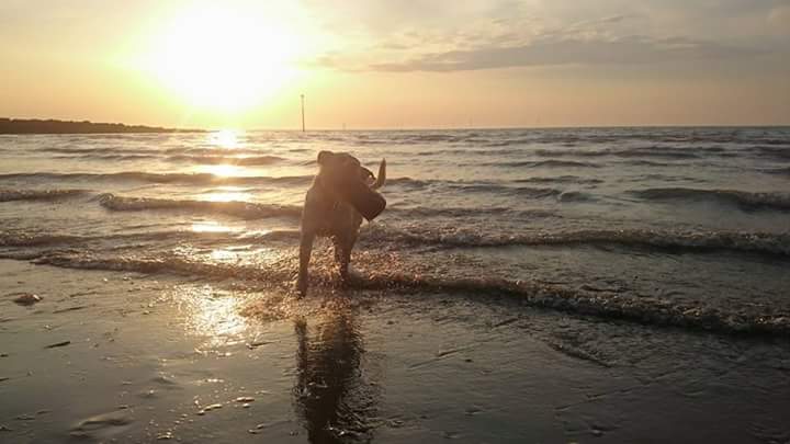 xtineebabe's tweet photo. #C4Crufts Brandy. Wirral. Bringing in the driftwood. https://t.co/zRoGhw9IQS