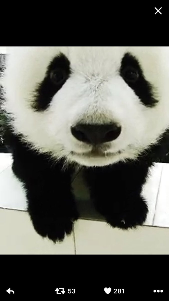 Stegy6's tweet photo. W i panda❤️🐨🐼🐼🐼🐼🐼 https://t.co/9ZRdh3jqFv
