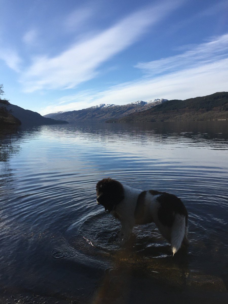 #c4dogs Mia 6 month old Landseer on Loch Lomond Scotland