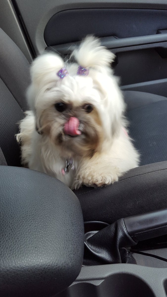#c4dogs Bow 9 month old shihtzu after a trip to the groomers 😍