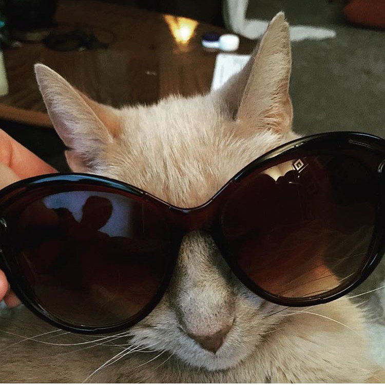 Slooh's tweet image. One of our favorites! @lyridae and Oberon watched the #slooheclipse from Dekalb, Illinois. #shadeup #eclipse2016