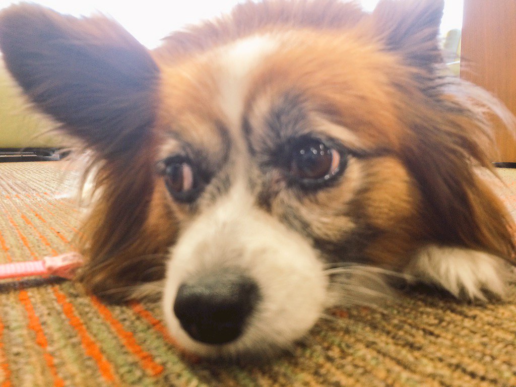 jeffacarlton's tweet photo. Lunch break at #LewisLibraryPaws. #SpringBark2016 https://t.co/2kukG8sXY9