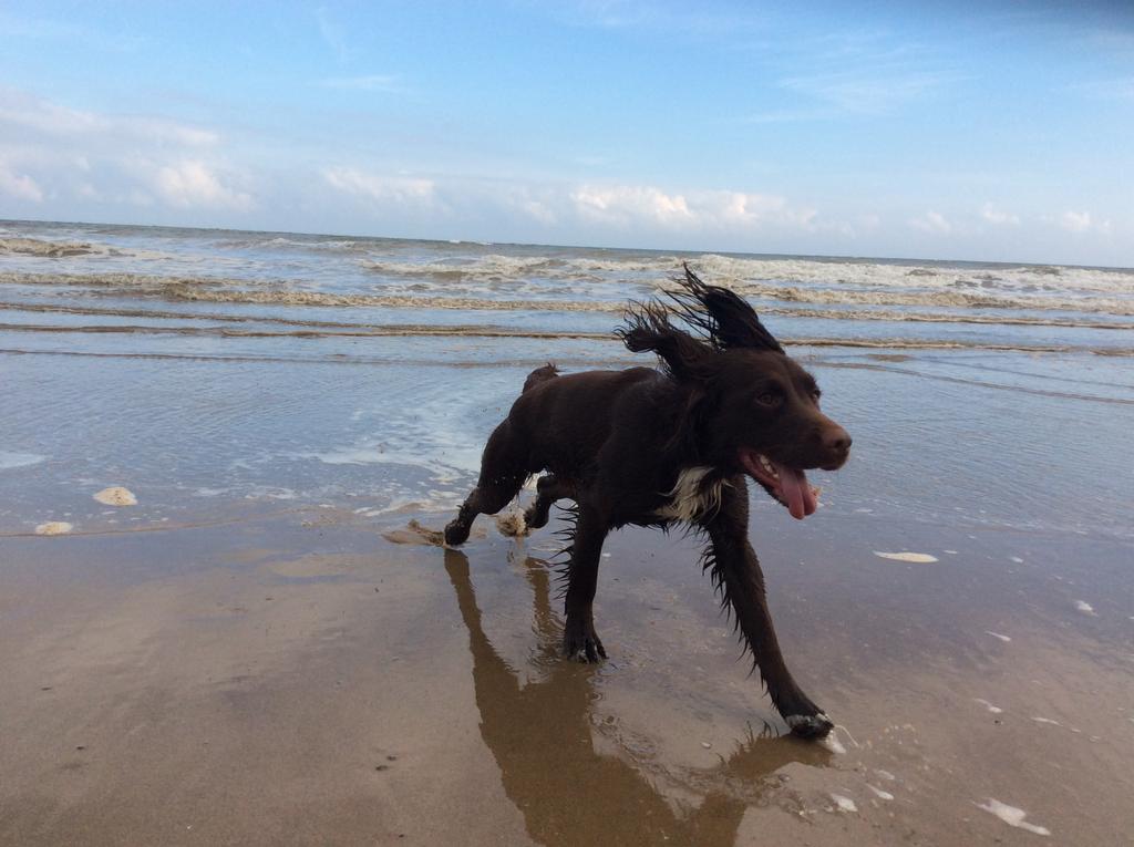fuzzygreenstuff's tweet photo. #crufts #crufts2016 Mosi the sprocker spaniel from East Yorkshire. https://t.co/6NJetj1reW