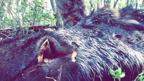Vidéos ==> youtube.com/watch?v=9Q7_gE…
#Chasse #Hunting #caza <a href="/Solognac/">SOLOGNAC</a> <a href="/ChasseursPO/">FDC66</a> <a href="/kristofferclaus/">Kristoffer Clausen</a> <a href="/hunting_channel/">Hunting Channel</a>