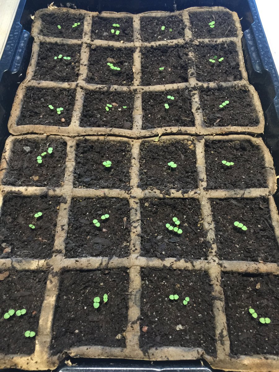 SwallowtailG's tweet photo. Cute  BROWALLIA seedlings grown by Tor in Trondheim, Norway.  Thanks for sharing, Tor!  https://t.co/Rt2zM6Fx9e https://t.co/QaOCoTBZTv
