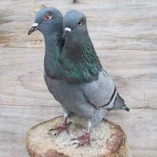 darshan_h_sheth's tweet image. #pegion #RareFamily #Viral