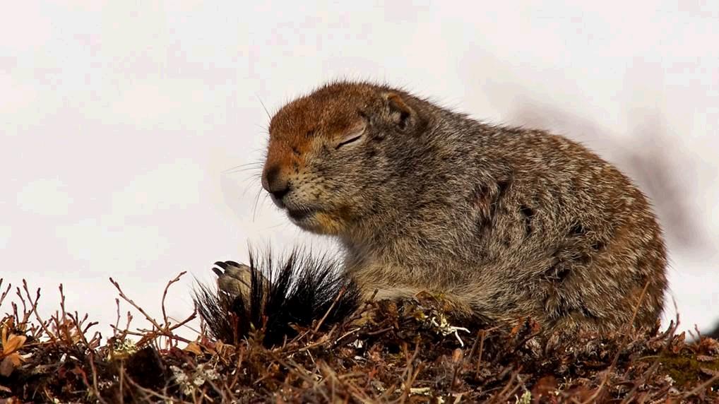 NatGeoAnimals's tweet image. The arctic ground squirrel can reduce its body temperature below freezing during hibernation #NationalParks 8/7c