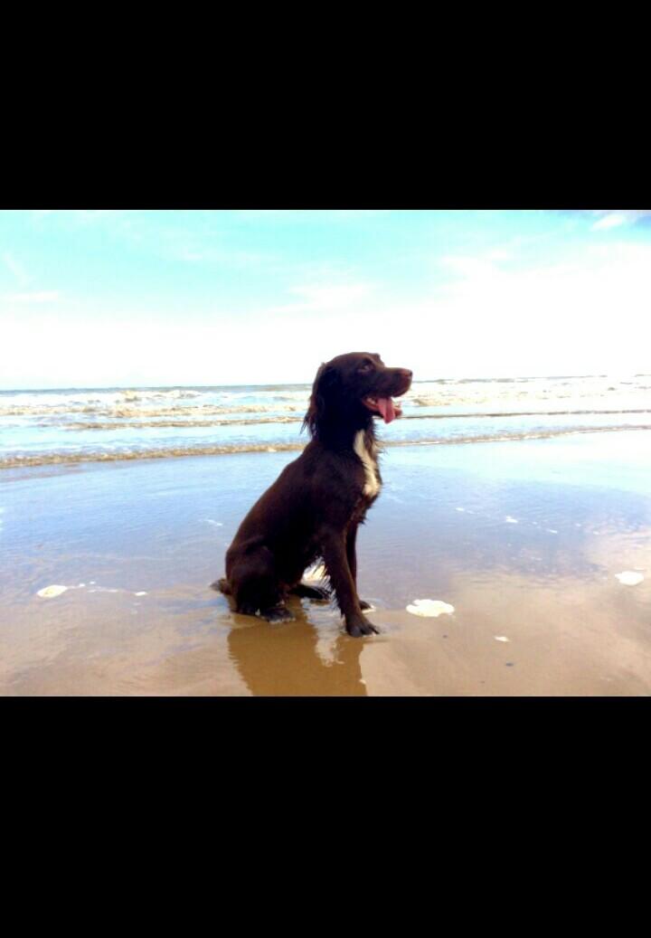 fuzzygreenstuff's tweet photo. #crufts2016 #crufts2016 Mosi the Sprocker from East Yorkshire. https://t.co/HU2FcvovJF